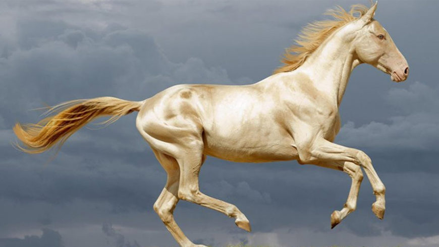 cavalos mais bonitos do mundo